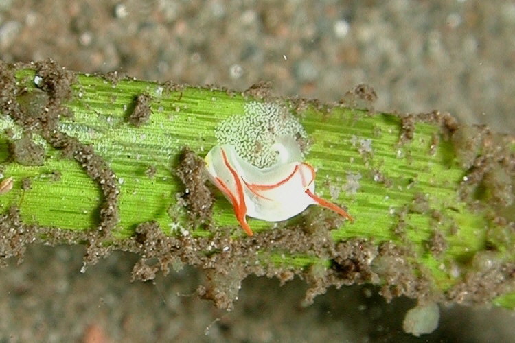 Siphopteron