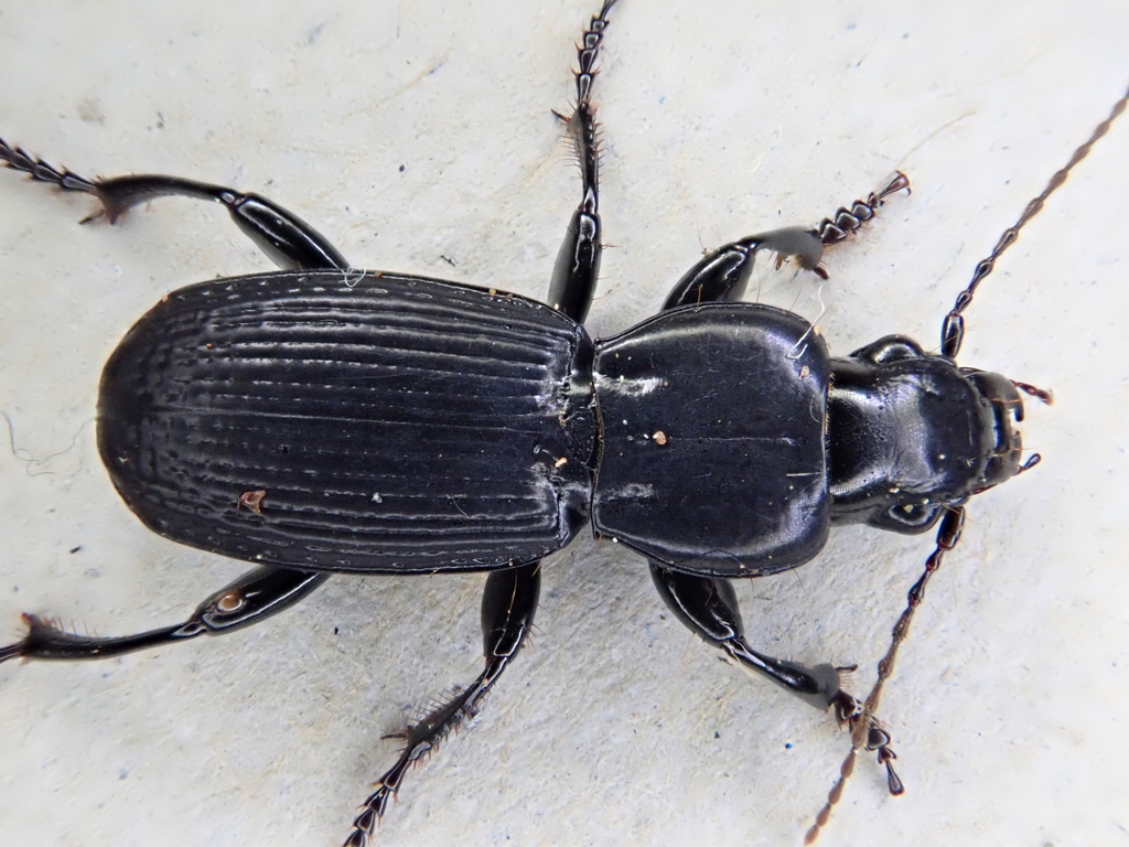 Holcaspis