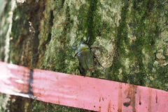 Pseudotorynorrhina japonica