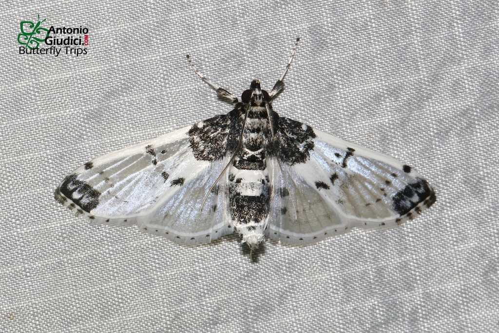 Analyta albicillalis