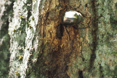 Helota gemmata