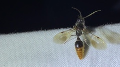 Sphaeropthalma marpesia