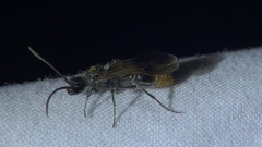 Sphaeropthalma marpesia