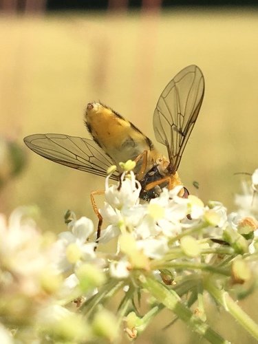 Common Flower Fly