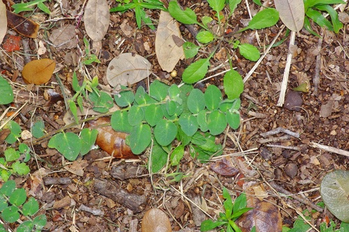 Image of Euphorbia innocua by (c) Michelle W. （鍾偉瑋）, some rights reserved (CC BY)