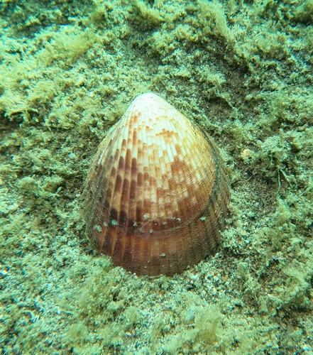 Acrosterigma pristipleura observed 2025-01-19