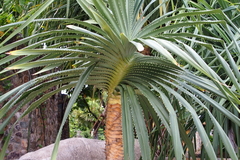 Pandanus