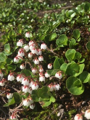 Harrimanella hypnoides