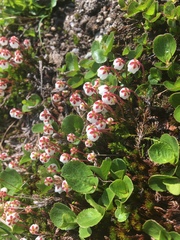 Harrimanella hypnoides