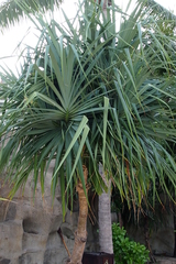 Pandanus