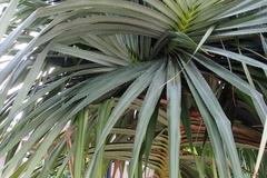 Pandanus