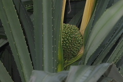 Pandanus