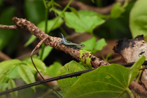Emoia caeruleocauda observed 2025-01-20