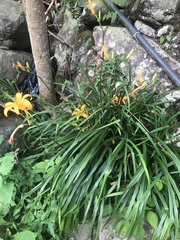 Hemerocallis fulva