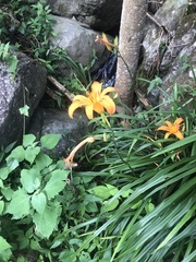 Hemerocallis fulva