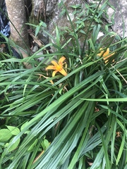 Hemerocallis fulva