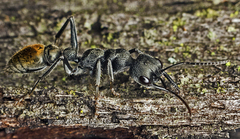 Myrmecia mandibularis