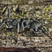 Myrmecia mandibularis - Photo (c) tjeales, algunos derechos reservados (CC BY-SA), uploaded by tjeales