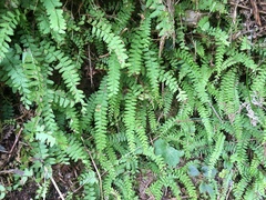 Osmolindsaea odorata