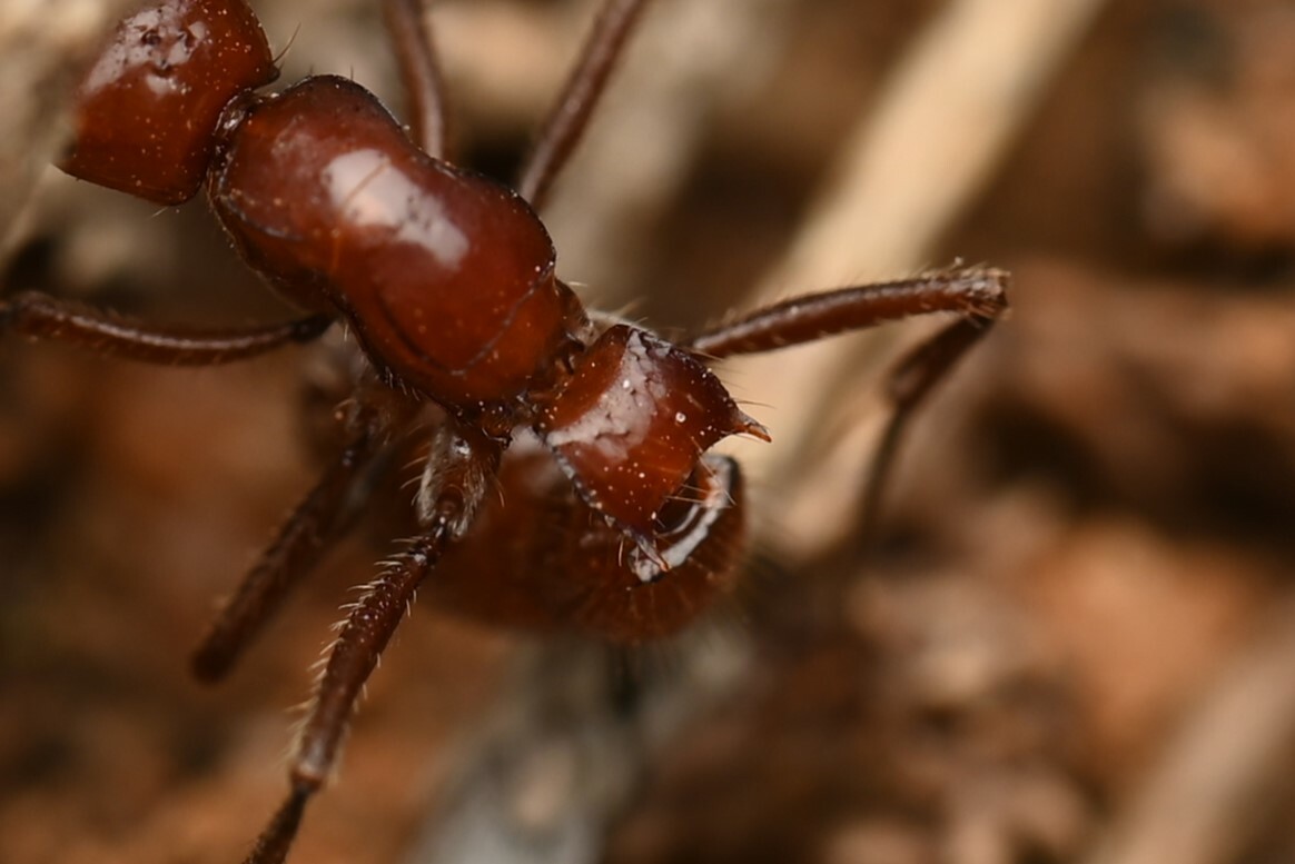 Lioponera gwynethae