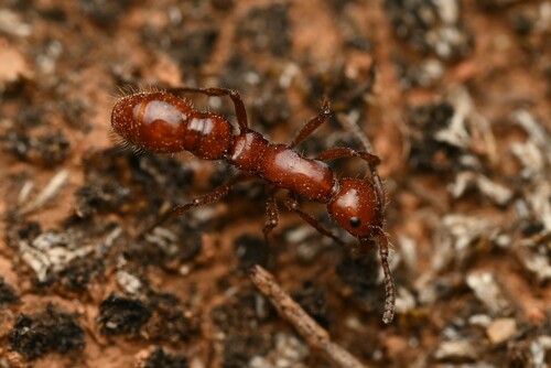 Lioponera gwynethaeLioponera gwynethae