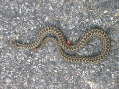 Vipera seoanei