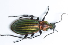 Carabus lineatus