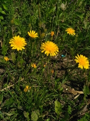 Scorzoneroides autumnalis