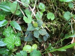Sarcopyramis napalensis delicata