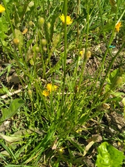 Scorzoneroides autumnalis