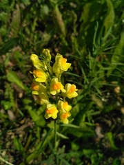 Linaria vulgaris