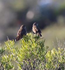 Cercotrichas coryphoeus