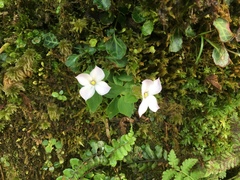 Sarcopyramis napalensis delicata