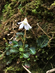 Shortia rotundifolia
