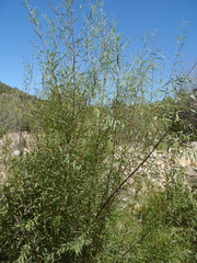 Salix mucronata mucronata