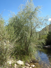 Salix mucronata mucronata