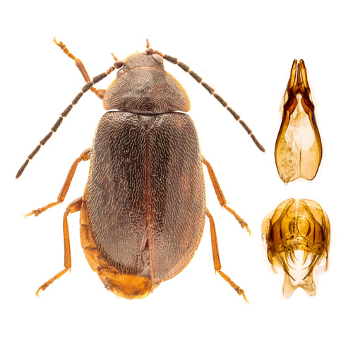 Sarabandus robustus