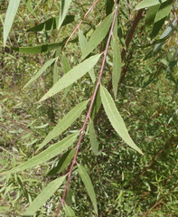 Salix mucronata mucronata
