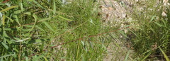 Salix mucronata mucronata