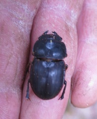 Geodorcus helmsi