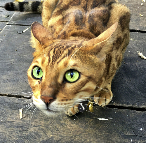 Bengal Cat