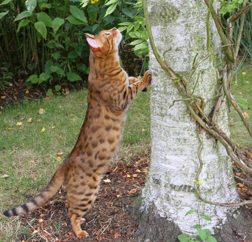 Bengal Cat