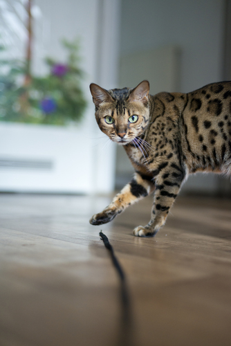 Bengal Cat