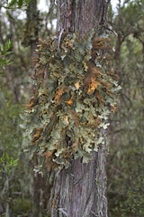 Yarrumia colensoi