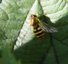 Syrphus vitripennis