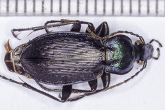Carabus deyrolei