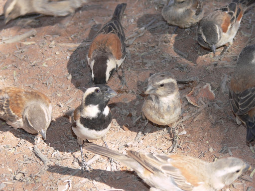 Cape Sparrow illustration