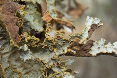 Yarrumia colensoi