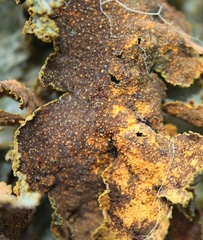 Yarrumia colensoi