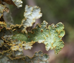 Yarrumia colensoi